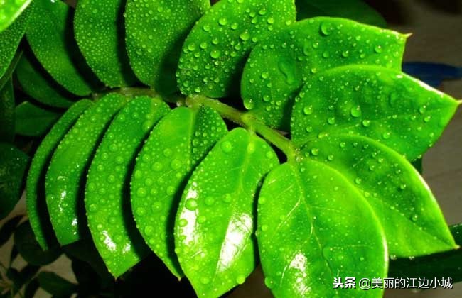 金钱树怎么养叶子碧绿肥厚,金钱树要怎样养才越养越漂亮