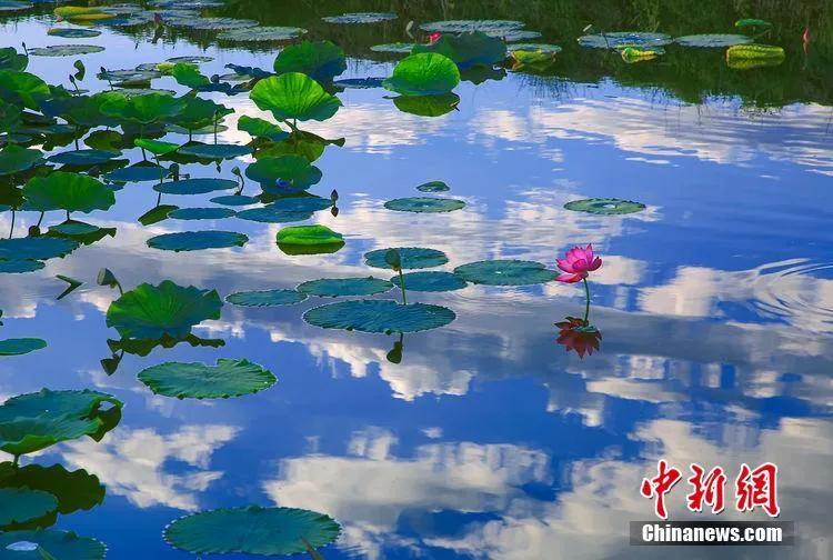 今日白露秋意渐浓,今日白露美句美文