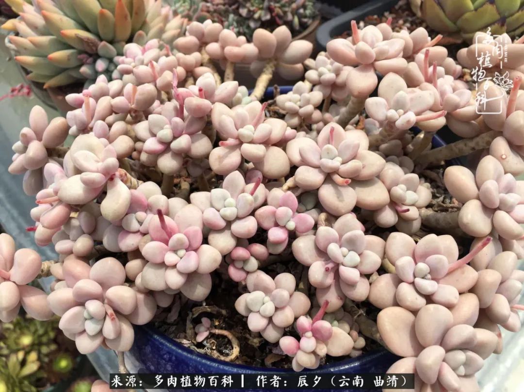 缂辩换鏃栨棊钁宠暏鐢熼,缂辩换鏃栨棊钁宠暏鐢熼鍑哄