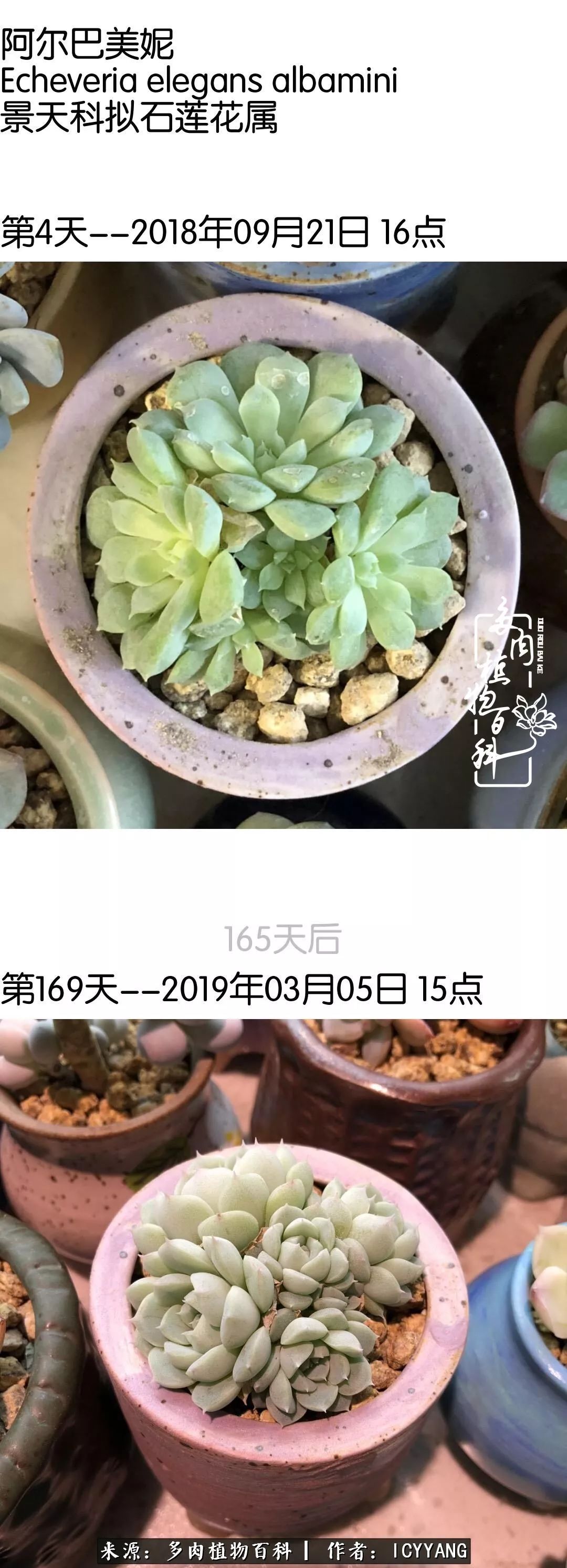 多肉隔着玻璃晒太阳效果好吗,隔着玻璃养的多肉照样长得好