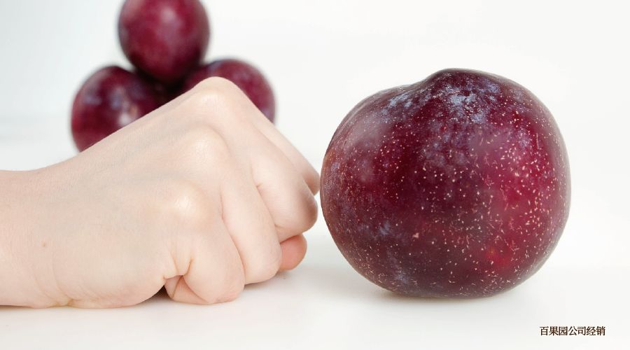 鍙堝ぇ鍙堢敎鐨勬亹榫欒泲鏉庡瓙,鎭愰緳铔嬫潕鍙ｆ劅