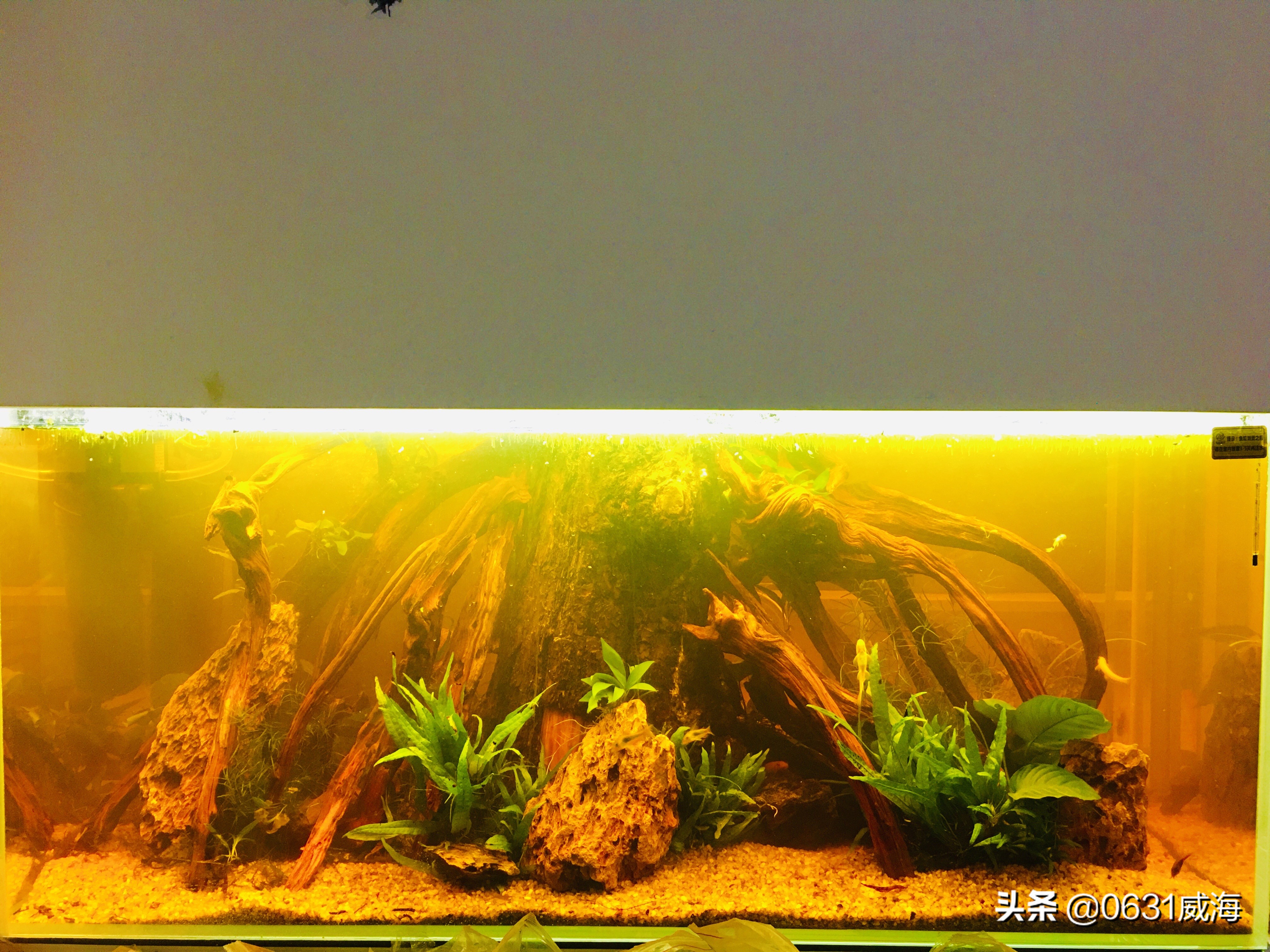 水草缸鱼缸黄水的形成及处理办法，了解一点点，养鱼养草更轻松