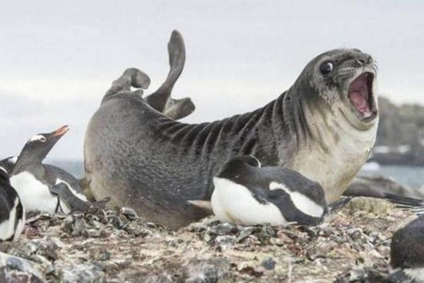 30张搞笑图片gif,笑晕过去搞笑图片