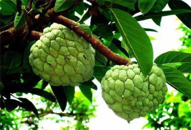番荔枝成熟水果,酷似番荔枝的水果