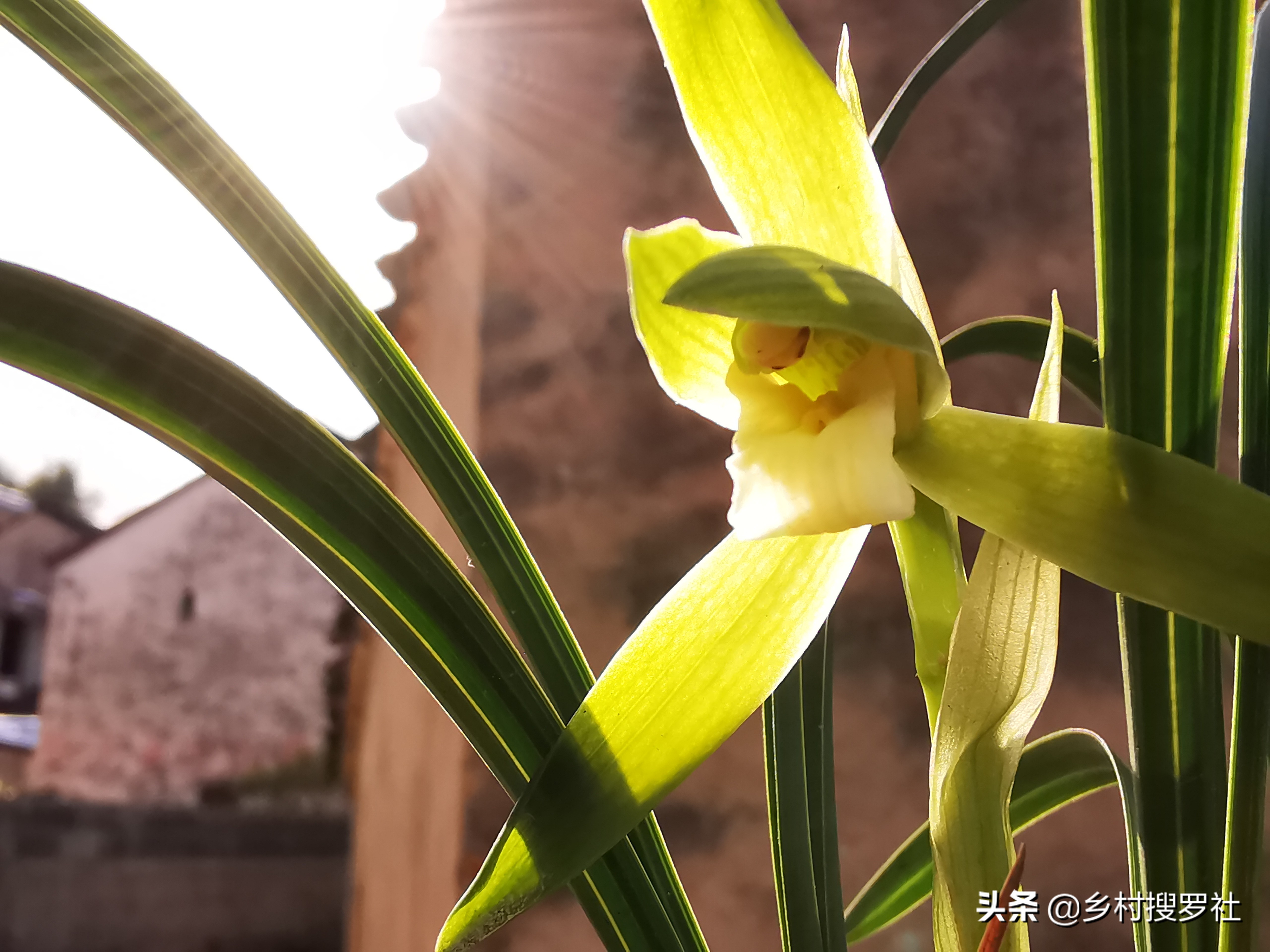 春兰开的都是素花怎么回事,春兰开素花好吗