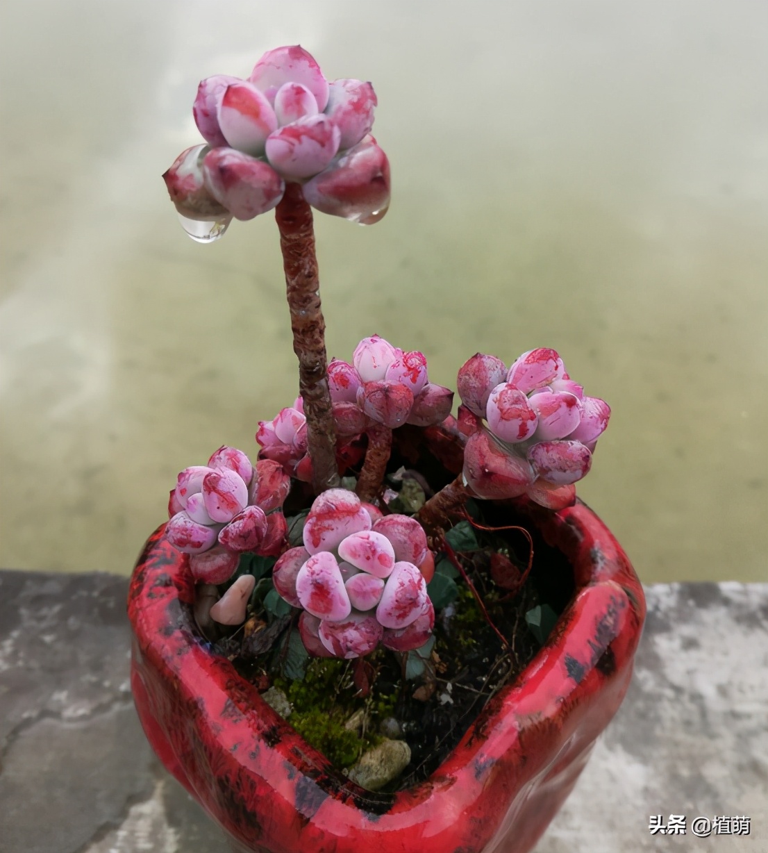 “徒神”多肉汤姆漫画，也有逆袭的一天