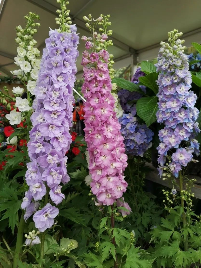 这个花展上的新优品种，为什么这么美？