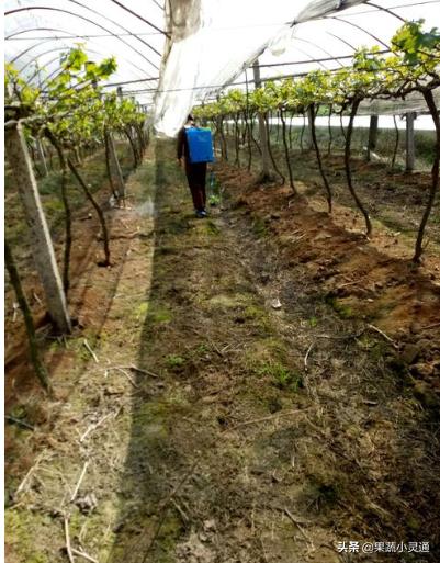 葡萄果穗发黑干枯怎么回事,葡萄果实有黑斑的防治方法