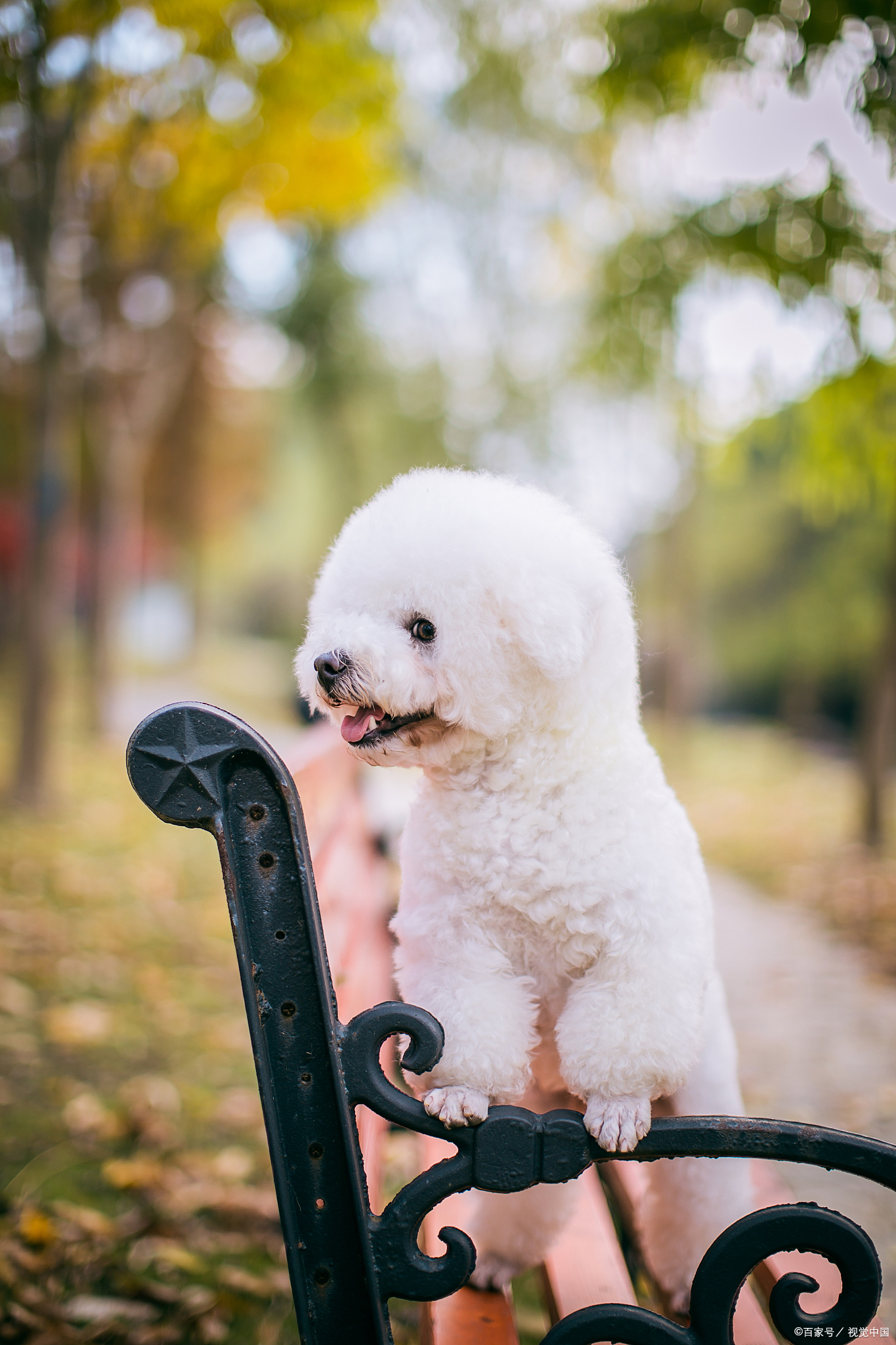 不到两斤的比熊能驱虫吗,一个月比熊要驱虫吗怎么喂