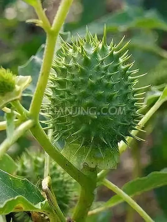 这4种花卉很漂亮花量大观赏度高,20种漂亮花好看不好养