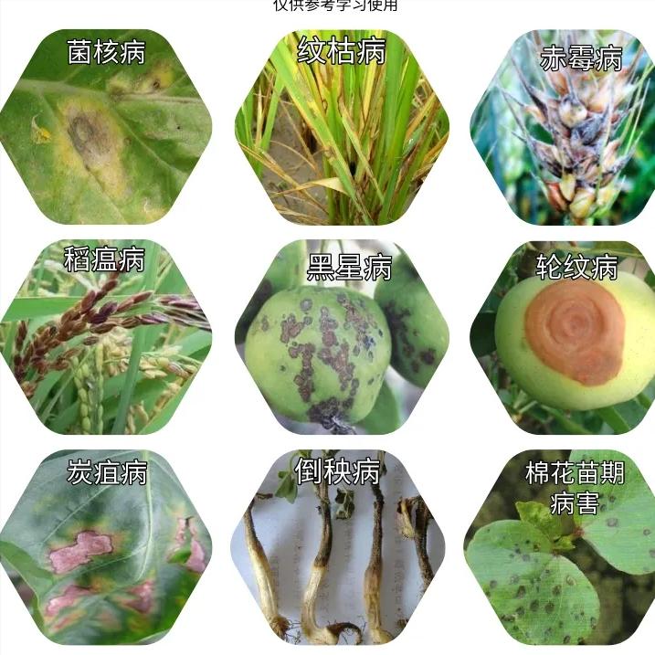 种植前要用多菌灵吗,多菌灵给土杀毒后能种植吗