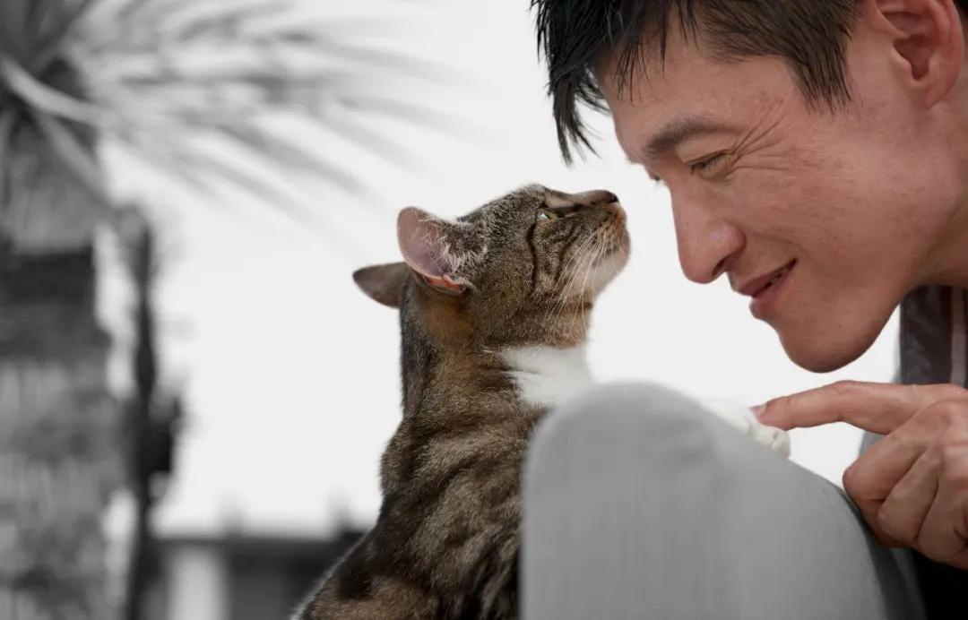 雀巢中国发展前景,雀巢旗下的宠物粮