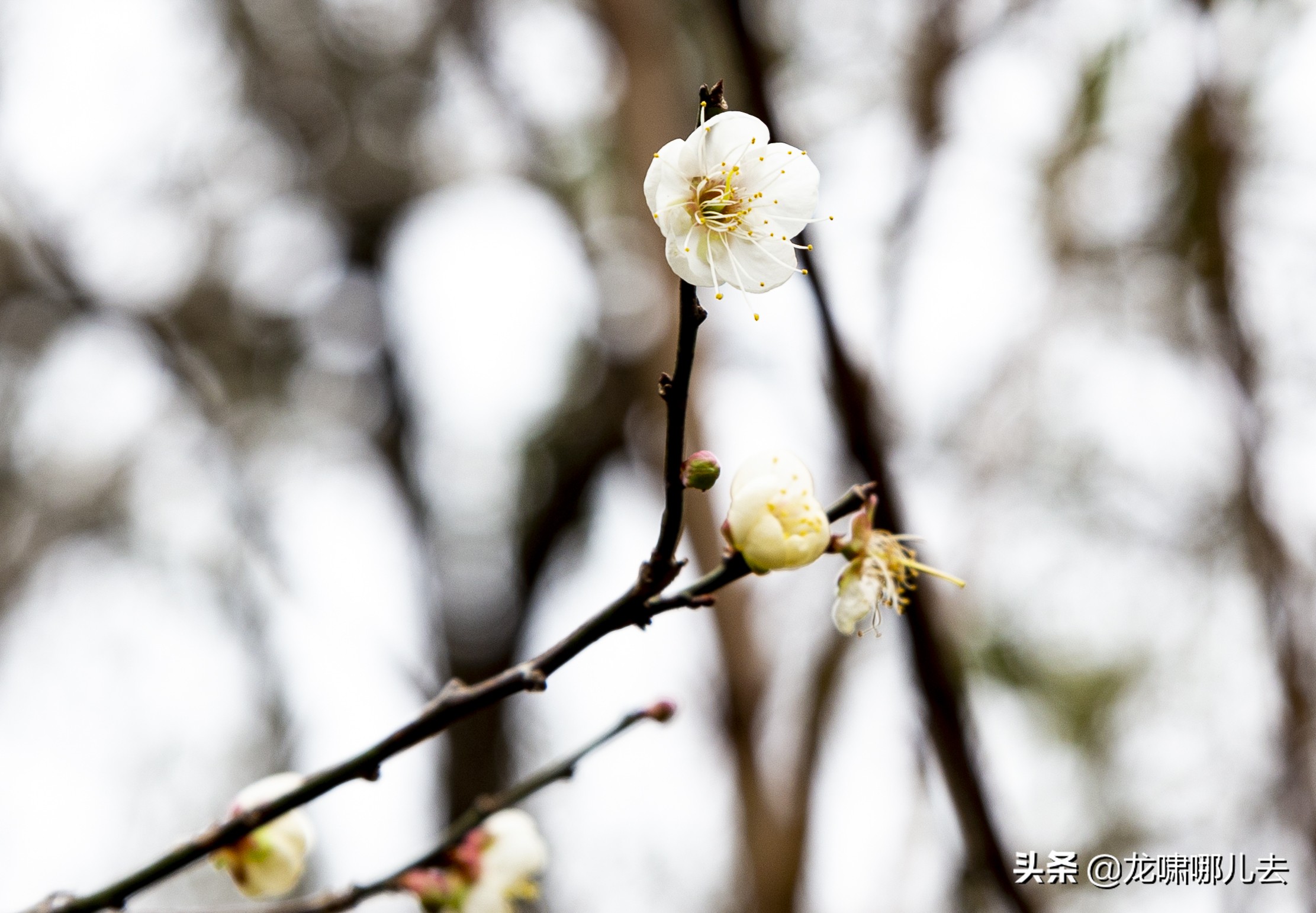 梁化梅园梅花观赏最佳时间,惠州梁化梅园看梅花时间