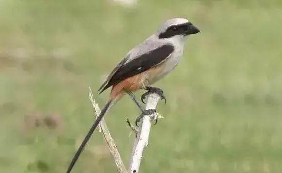 伯劳鸟饲养,没睁眼的伯劳怎样饲养