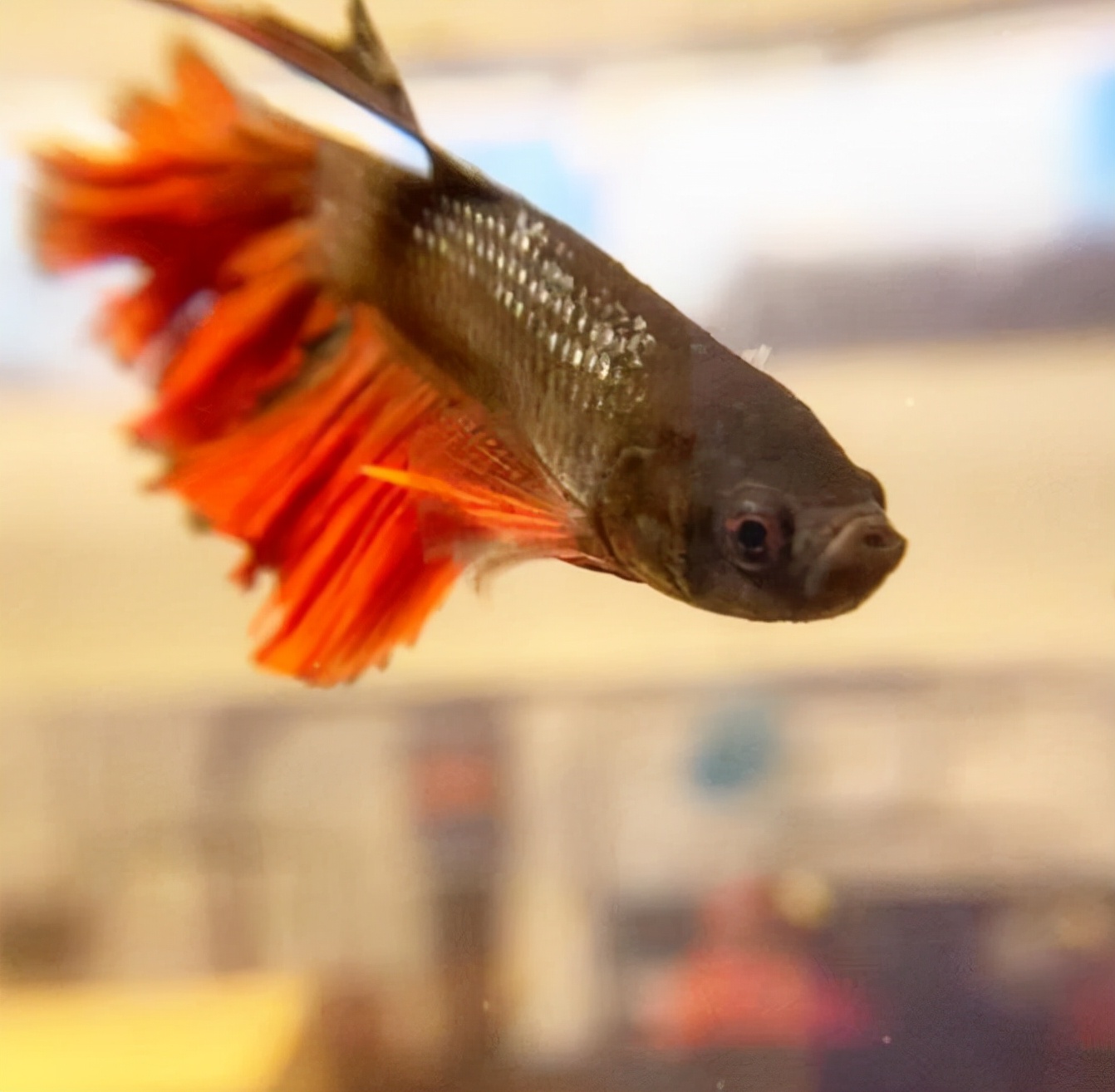 外国女子救下崩溃男子,外国女生救斗鱼