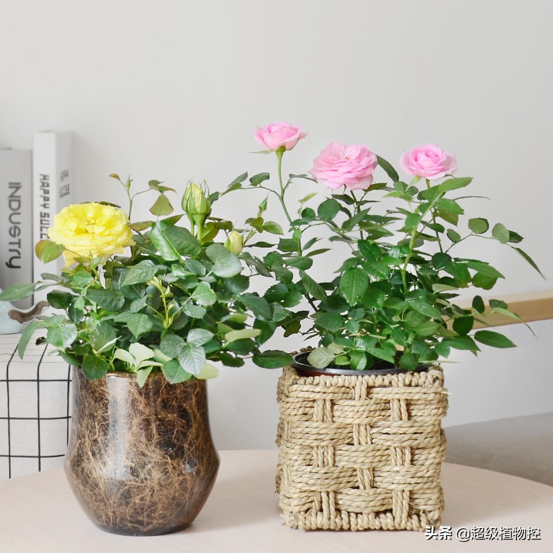 四季开花的香花植物,列举6种香花植物