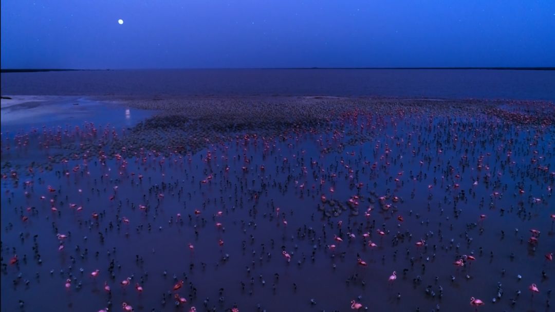 豆瓣netflix电影,bbc地球奇观纪录片