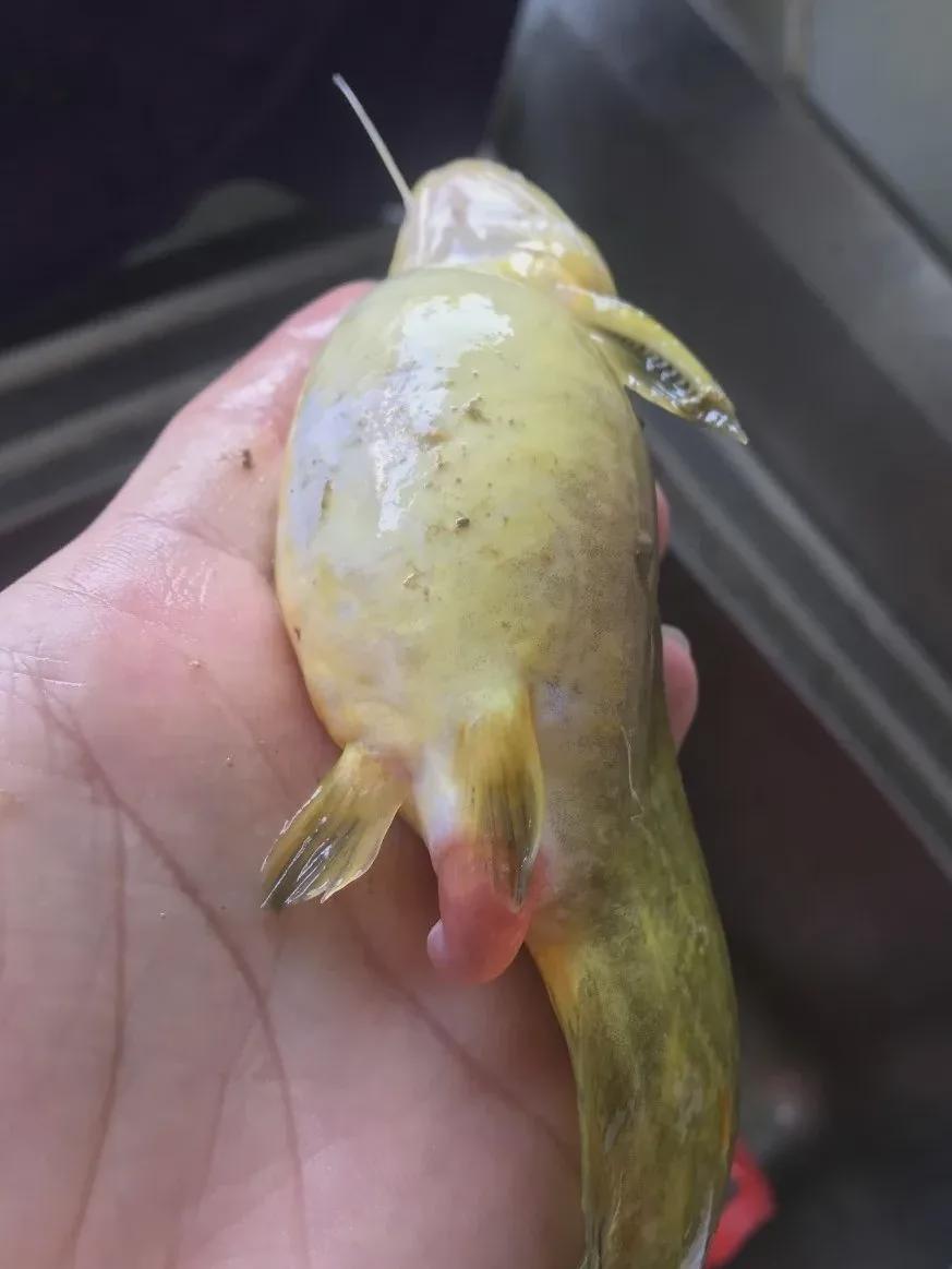 黄骨鱼大肚子怎么快速治疗,黄骨鱼大肚子怎么办