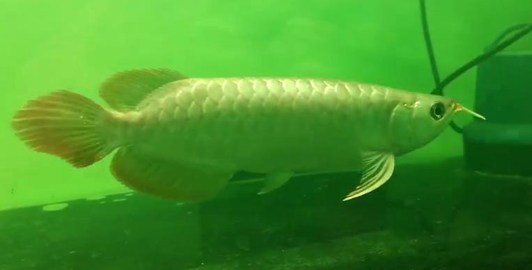 金龙浮漂发炎，速倍妥只用了1天不到就帮我治好了！！！