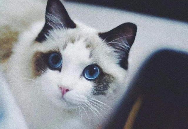 这几种猫咪千万要带回家,这五种猫咪越长越好看