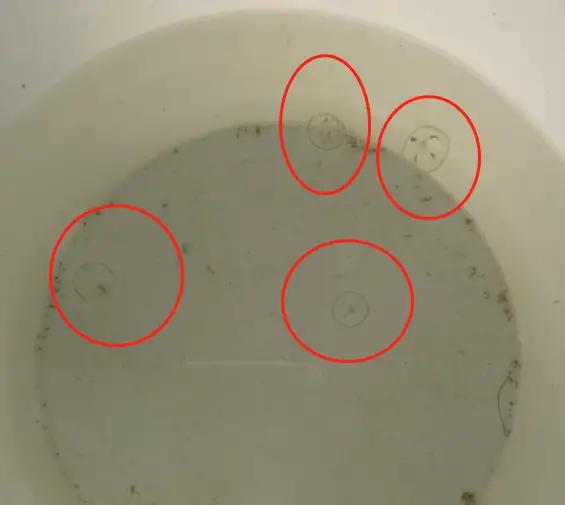 罕见泸州再现水中大熊猫桃花水母,四川成都发现水中大熊猫桃花水母