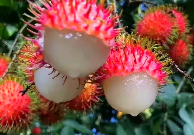 海南有哪些热带水果推荐,海南热带水果都有哪些