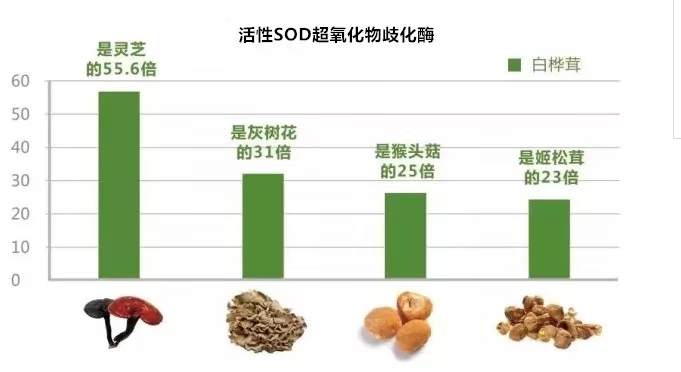 白桦茸真的好吗,白桦茸的药用价值有哪些