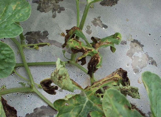 西瓜蚜虫用什么特效药防治,防治西瓜蚜虫的特效药有哪些