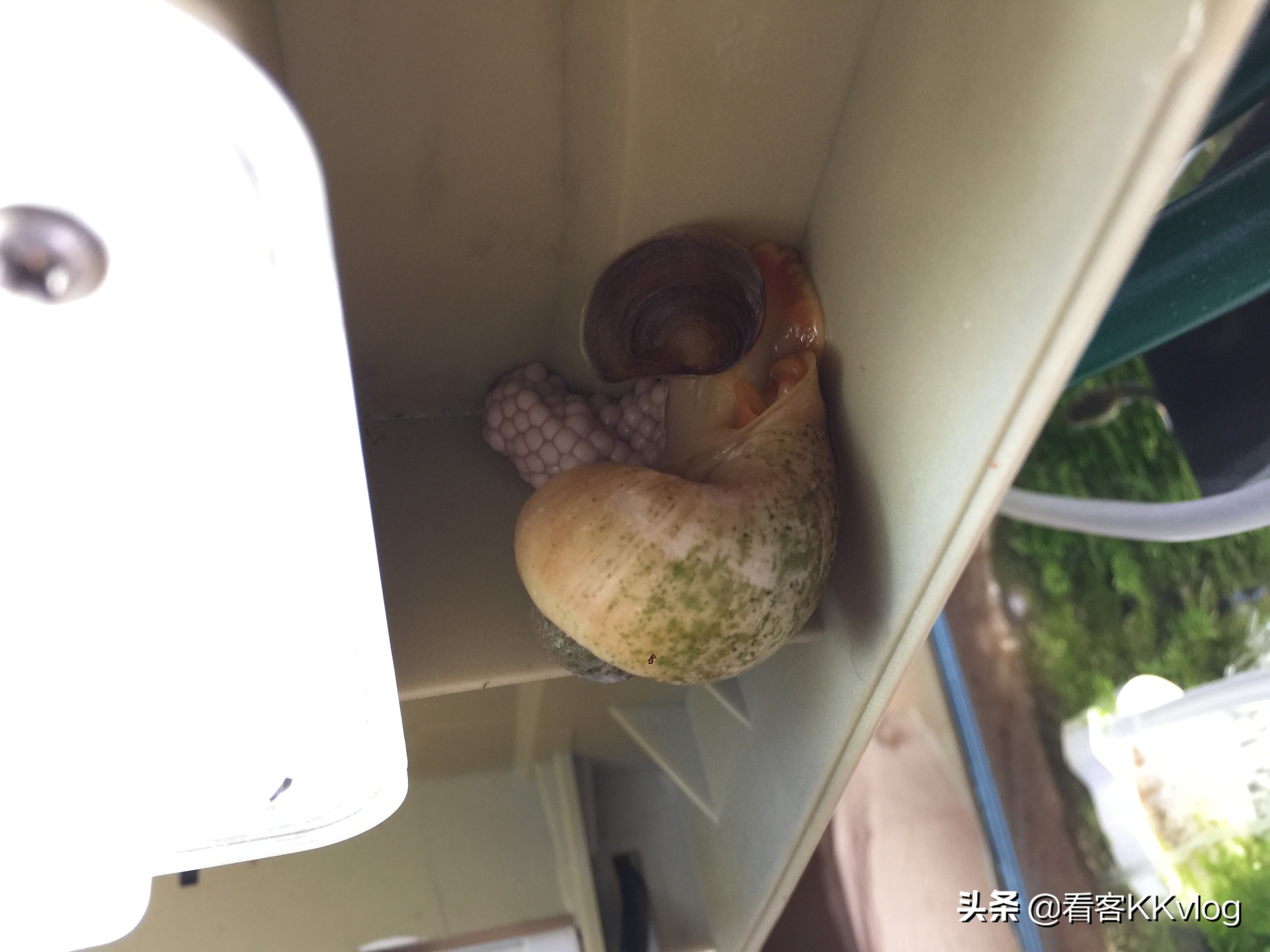 缸壁除藻能力最强的螺排名,哪种螺除藻效果好不乱繁殖