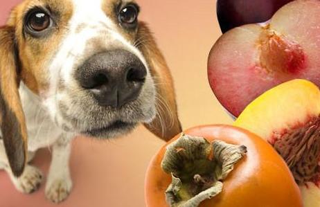 养狗必备大全,养狗宝典10天养成狗狗好习惯