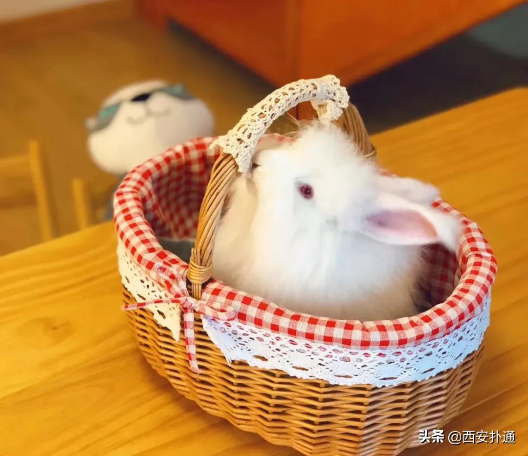 西安有哪些可以撸兔子的店,西安撸兔子的店