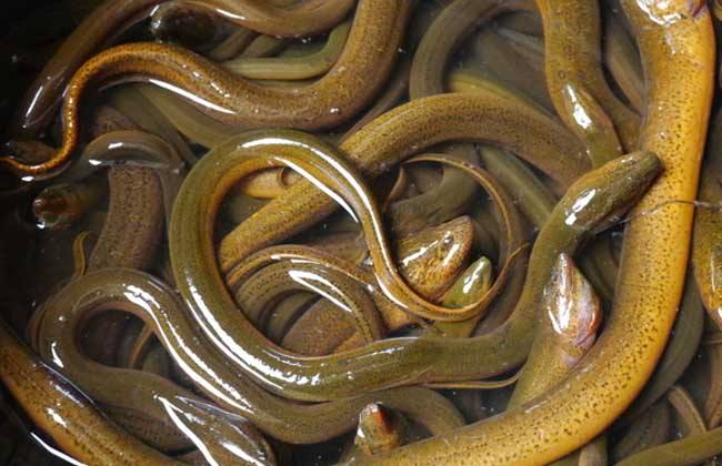 黄鳝如何养殖视频大全,黄鳝养殖的技巧和方法