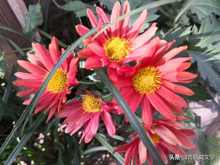 岁月无情风过肩（随笔）