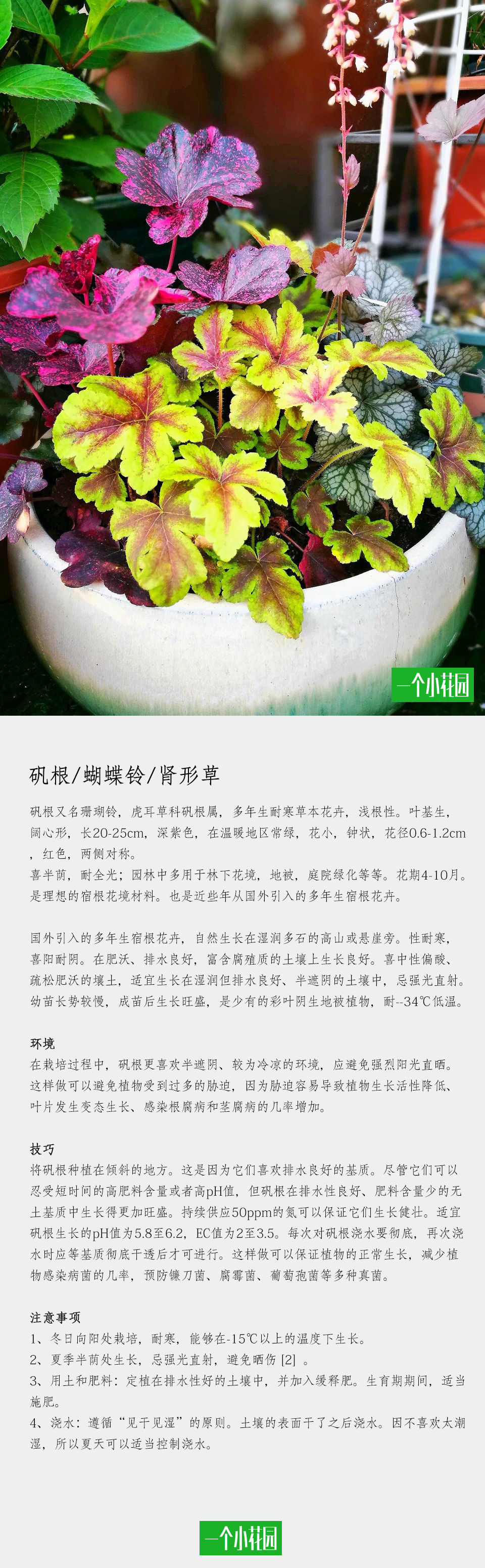 植物图谱,植物图谱包含哪些内容
