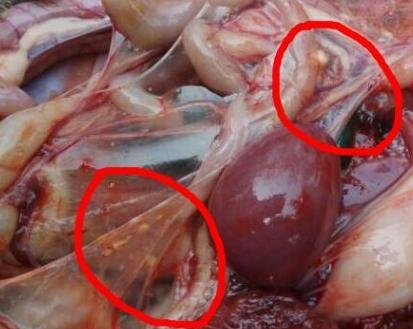 霉菌毒素对鸡群的危害,鸡霉菌引起呼吸道感染怎么办