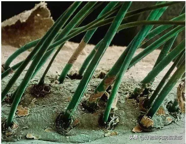 小米便携式显微镜,堪比望远镜的手机2000以下