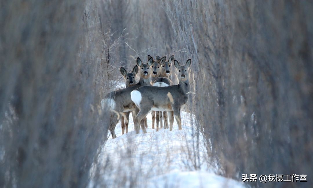 第16届国际摄影艺术展获奖作品,第29届全国摄影艺术展览作品集
