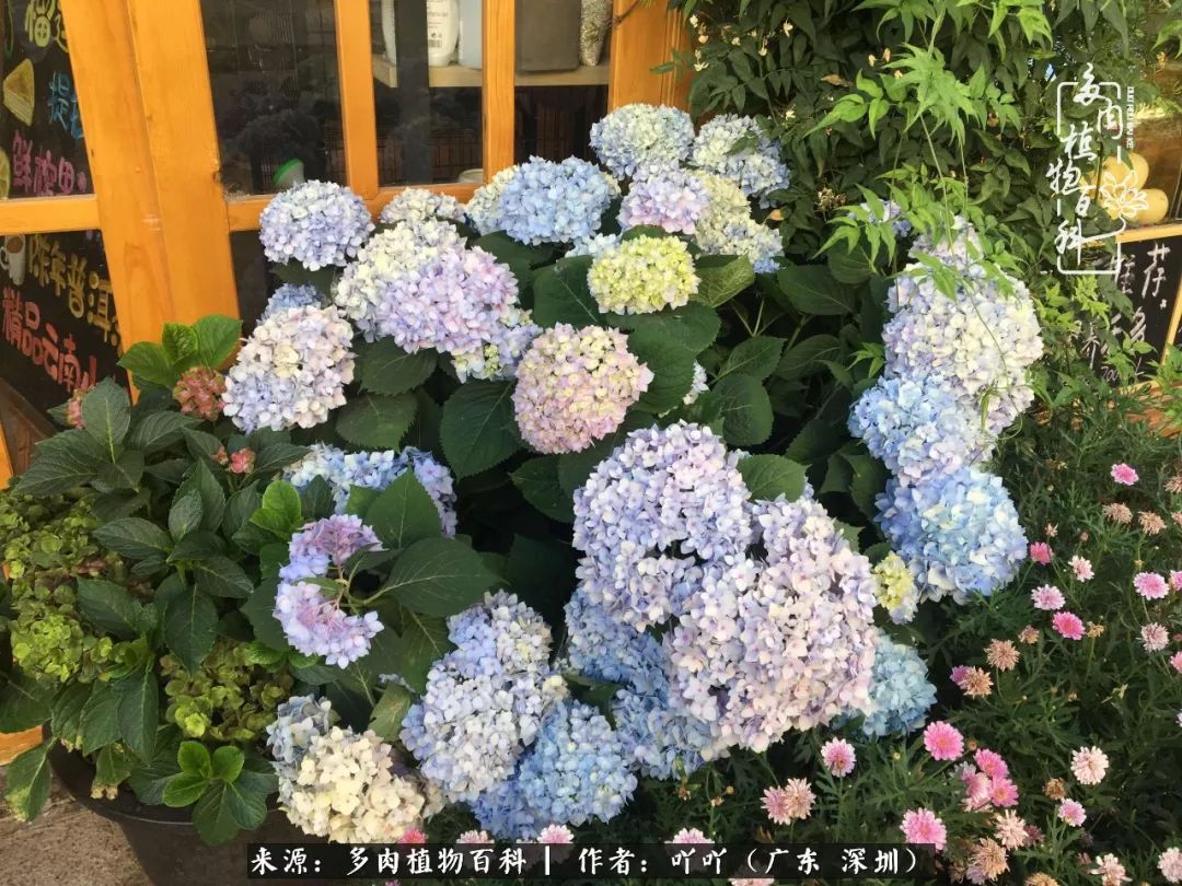 涓冨僵浜戝崡澶氳倝,浜戝崡澶氳倝涔嬫梾