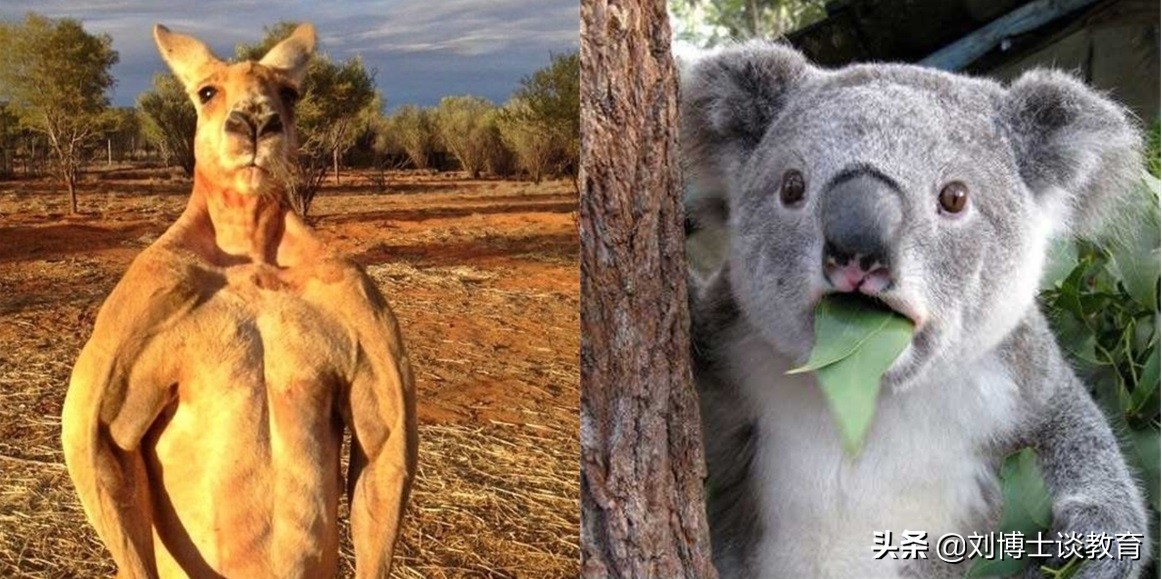 袋熊为什么会拉方形便便,袋熊为什么可以拉出方形便