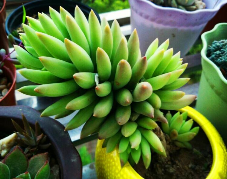 千佛手需要勤浇水吗怎么养,多肉千佛手怎样快速爆盆