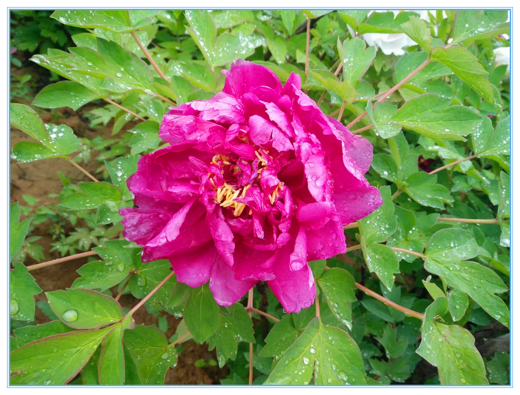 赞牡丹花古诗词,国色天香牡丹展古诗