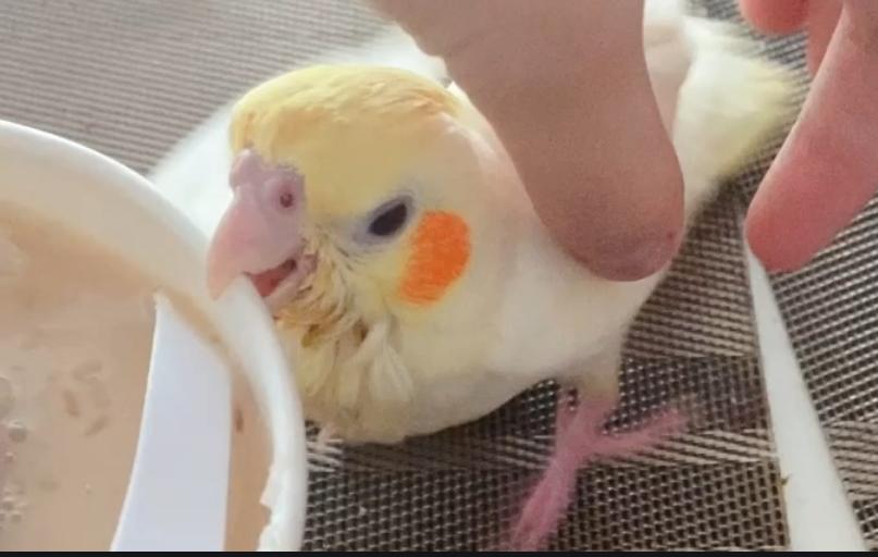 鹦鹉屁股红拉稀,鹦鹉吃软食拉稀