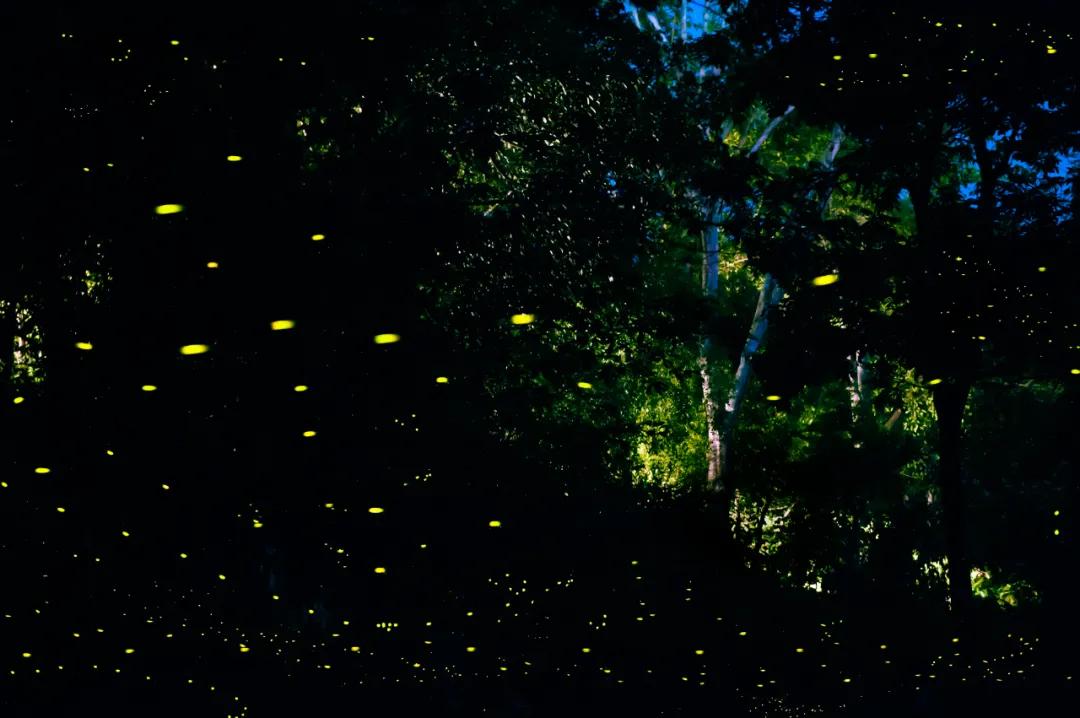 西双版纳蓝孔雀江景主题酒店,西双版纳告庄双景酒店攻略