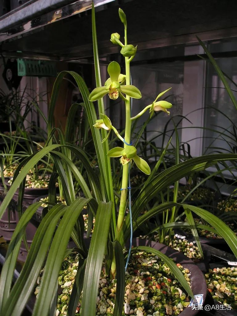 每日一兰花故事～中国兰花.惠兰名品.大一品