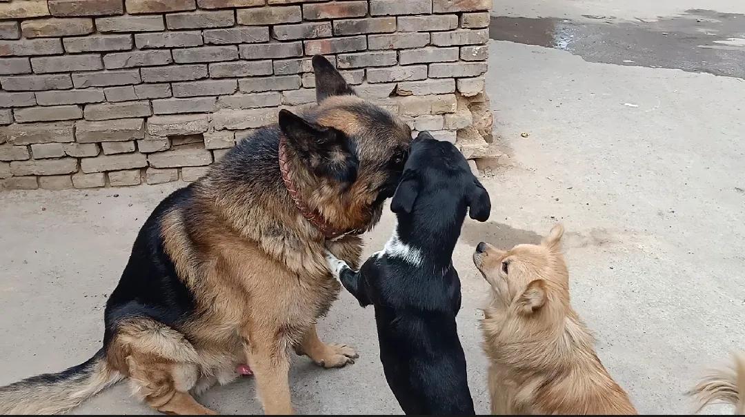狗狗没有朋友怎么办,狗狗没有食物怎么处理
