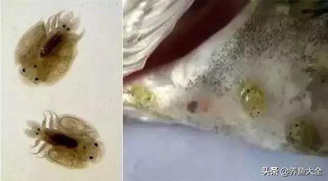 寄生虫多达6000条这种东西别乱吃,寄生虫的典型症状和表现