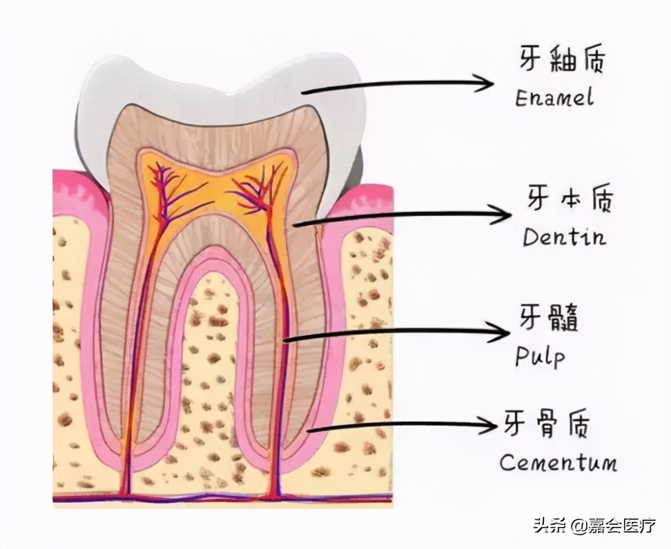 为什么牙齿天天刷牙还是会变黄,为什么天天刷牙牙齿背面还会发黄