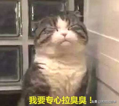 猫咪到处拉屎拉尿怎么除臭,带猫咪出门怎么解决排泄问题
