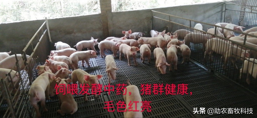 外购仔猪回来怎么处理,外购仔猪有什么风险