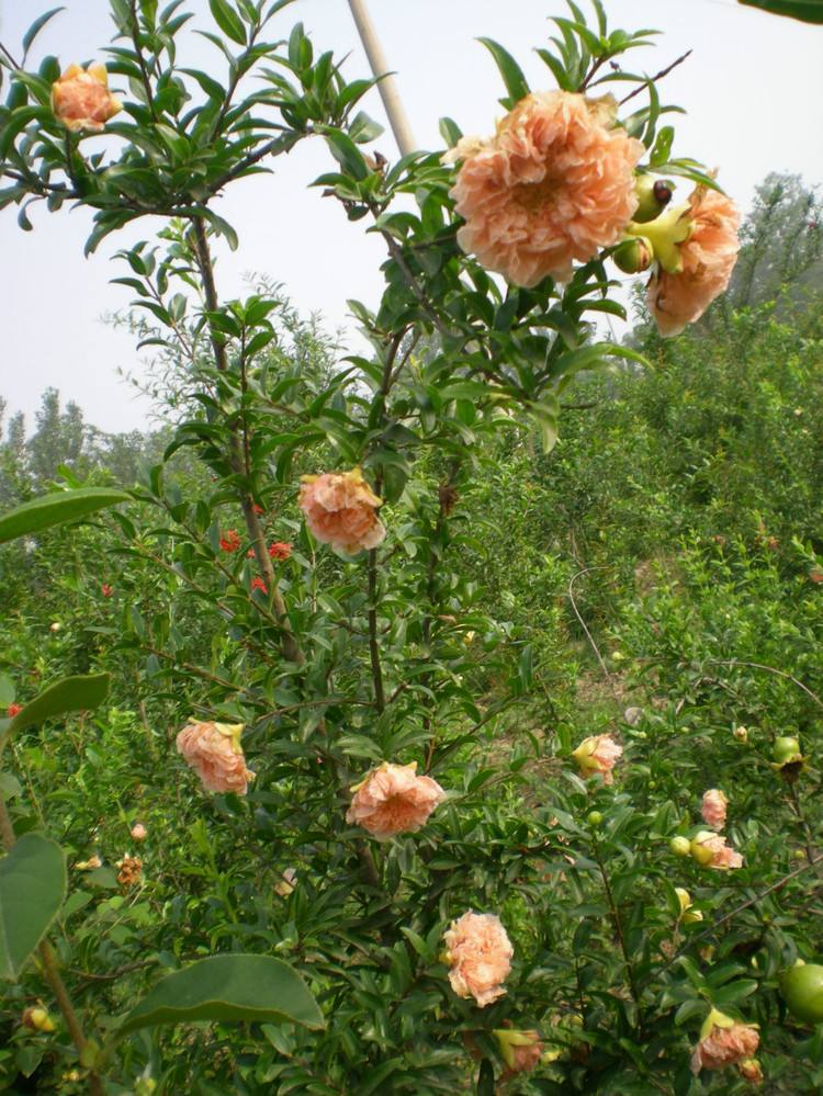 石榴优良品种牡丹石榴,喜欢石榴是因为什么